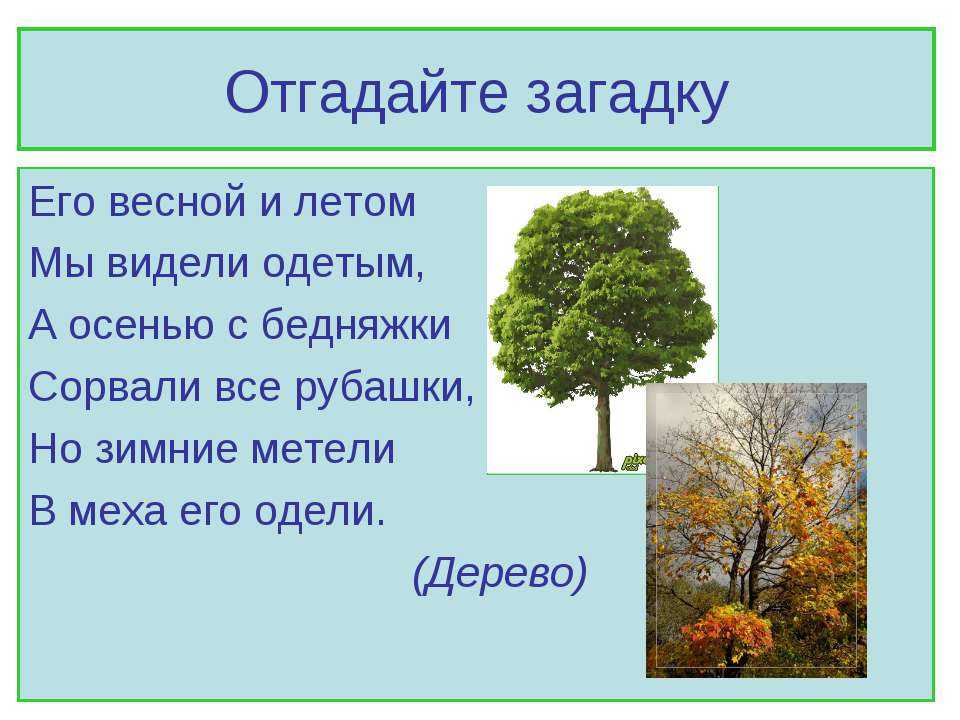 Загадки о дубе для детей с ответами: Загадки про дуб для детей с ответами