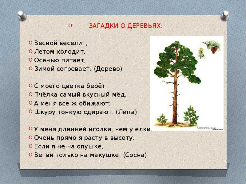 Загадки о дубе для детей с ответами: Загадки про дуб для детей с ответами