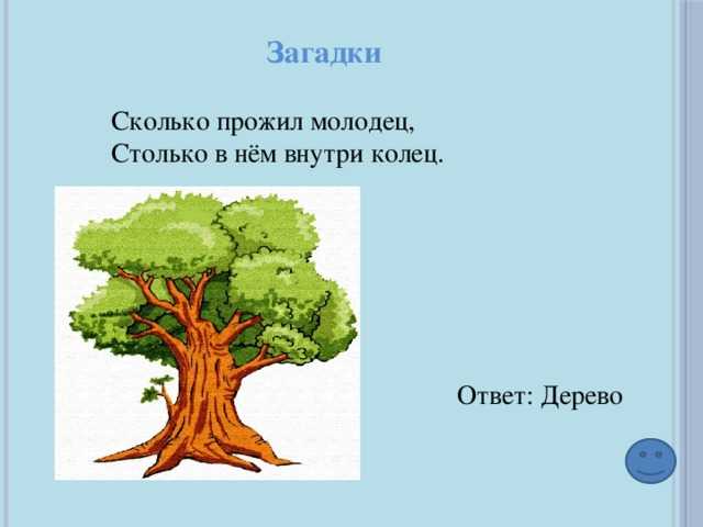 Загадки о дубе для детей с ответами: Загадки про дуб для детей с ответами