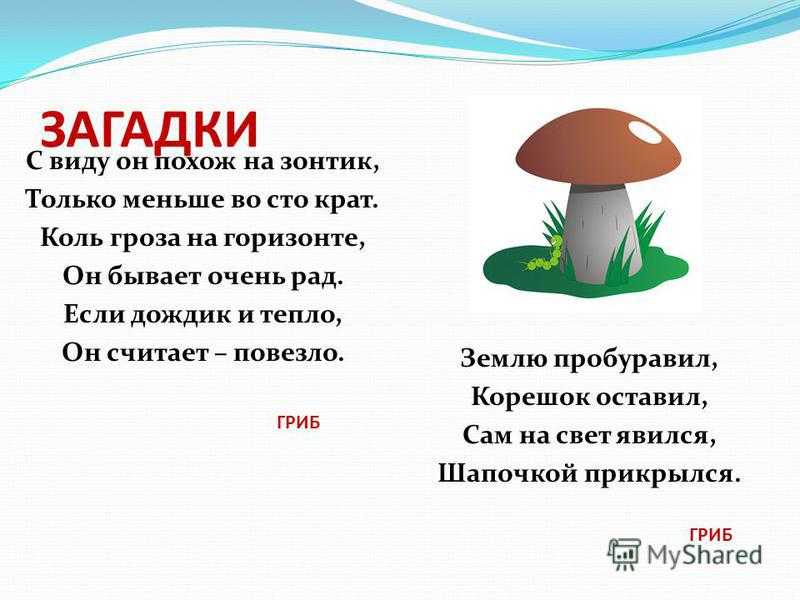 Загадки о грибах с ответами для дошкольников: Загадки про грибы с ответами