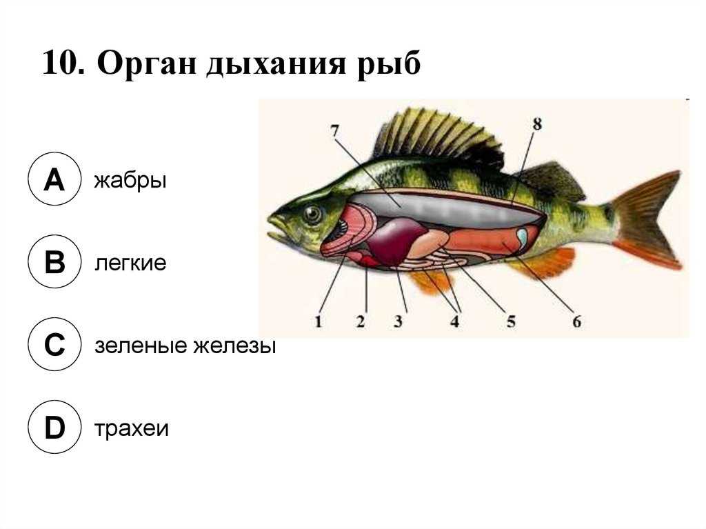 Как под водой дышат рыбы под водой: Почему рыбы не могут дышать воздухом? - Классный журнал