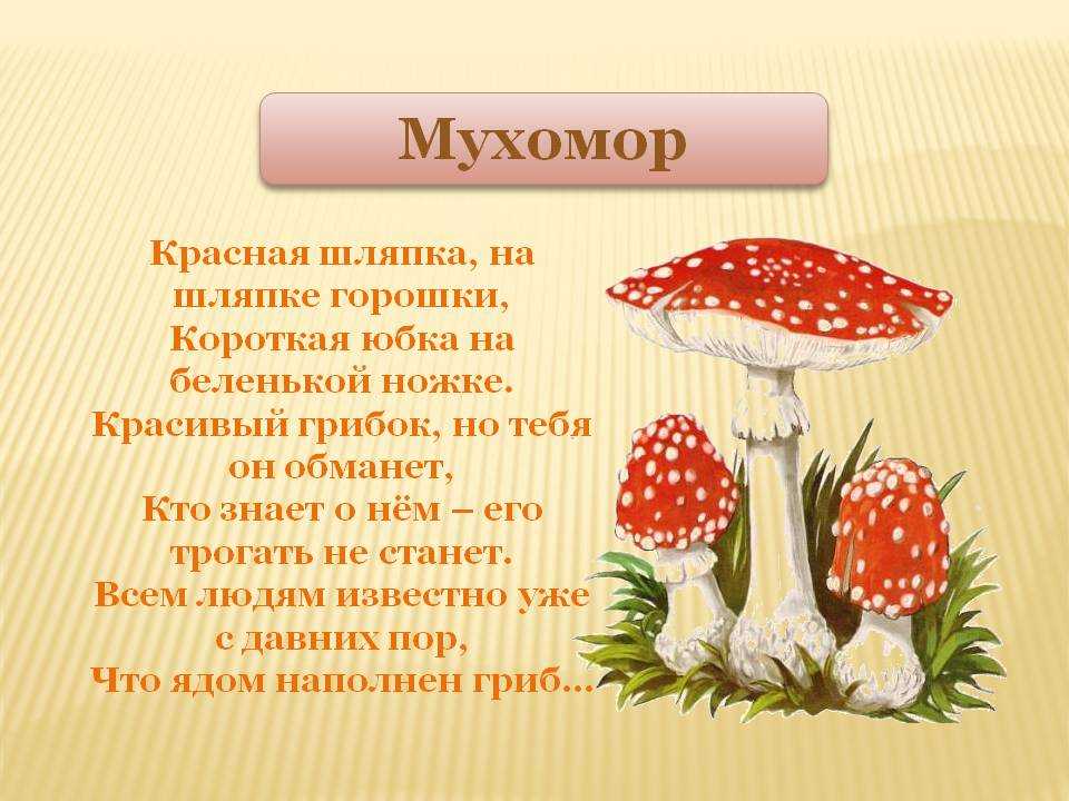 Загадки о грибах для дошкольников: 72 лучшие загадки про грибы для детей с ответами