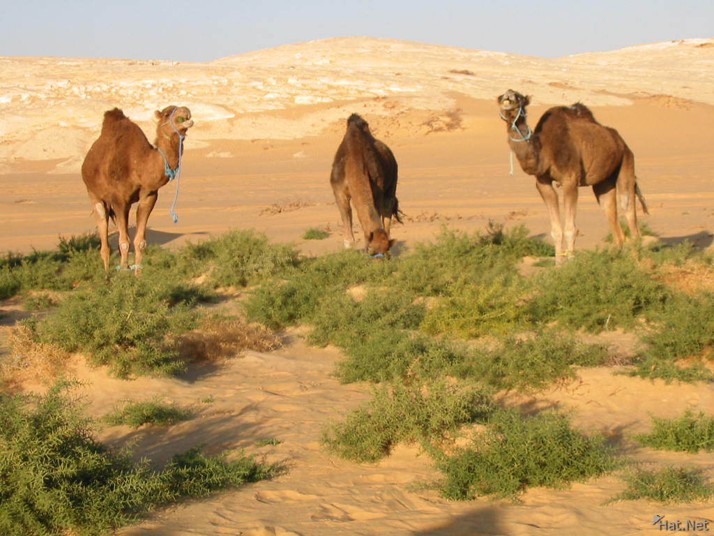 Большинство животных пустыни могут обходиться без воды что может служить источником влаги для них: Большинство животных пустыни могут обходиться без воды. Что может служить источником влаги для них?