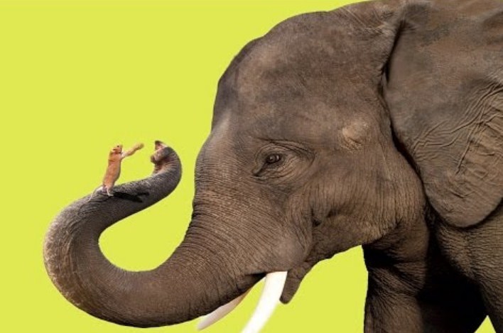 Боятся ли слоны мышей и почему: Боятся ли слоны мышей