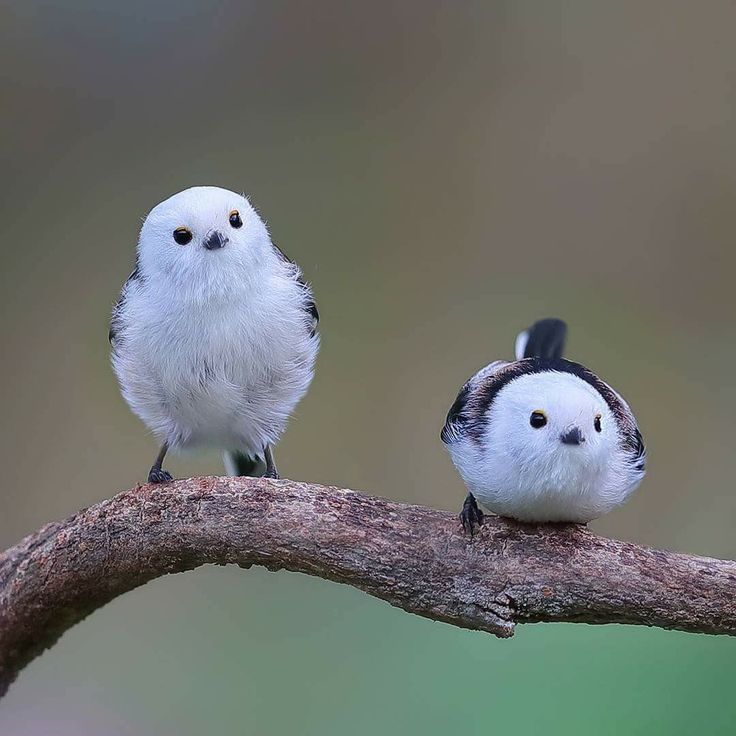 Домашние маленькие птички: 7 декоративных птичек, которые подойдут начинающим Описание, особенности, фото — Ботаничка