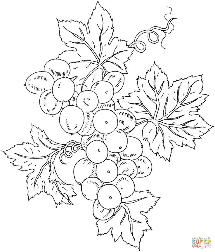Картинки виноград раскраски: Раскраска виноград