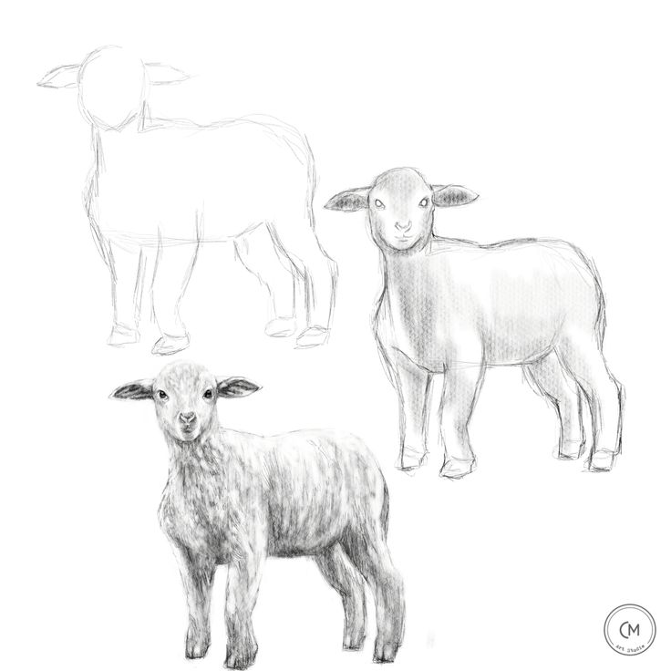 Нарисовать барашка поэтапно: Как красиво нарисовать овечку или барашка. Урок рисования барашка