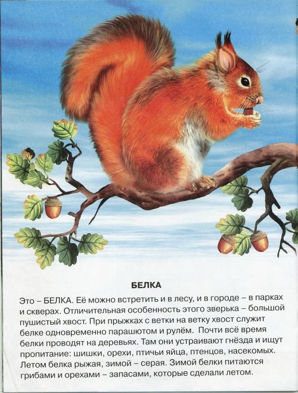 Про лесных животных сказки: Сказка о том, как помогли лесные звери олененку в беде - Русские сказки