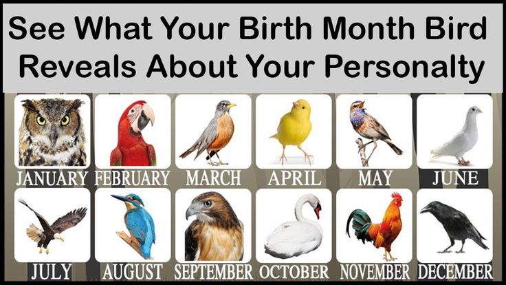 Гороскоп птиц: Какая вы птица по знаку зодиака | Гороскопы для знаков зодиака