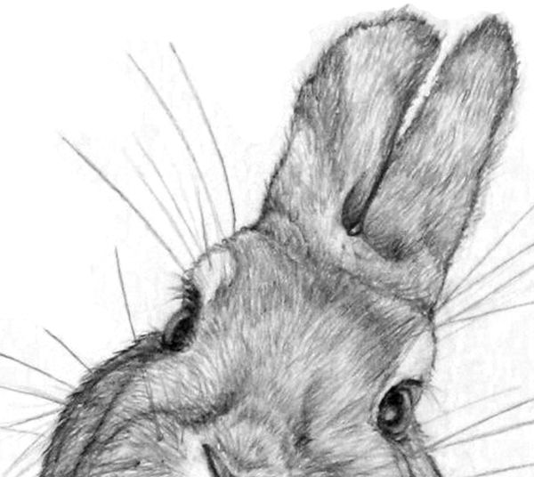 Как нарисовать зайца голову: Как нарисовать мордочку зайца? — рисуем по шагам для детей