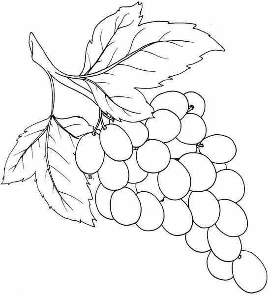 Картинки виноград раскраски: Раскраска виноград