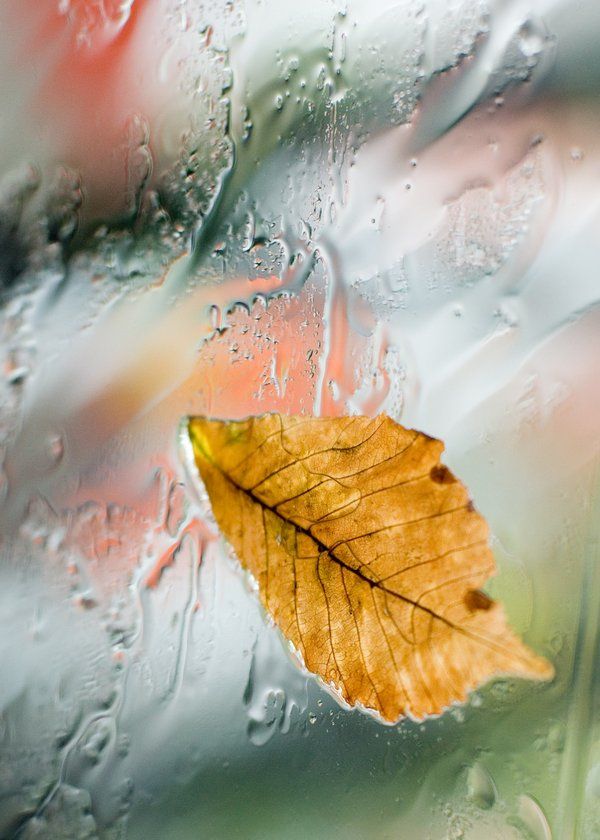Дождя отшумевшего капли тихонько по листьям текли: Дождя отшумевшего капли — Толстой. Полный текст стихотворения — Дождя отшумевшего капли