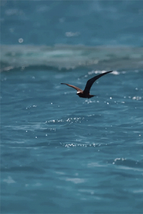 Белокрылая птица над морем летает рыбу увидит сразу хватает ответ: Белокрылая птица Над морем летает, Рыбу увидит...