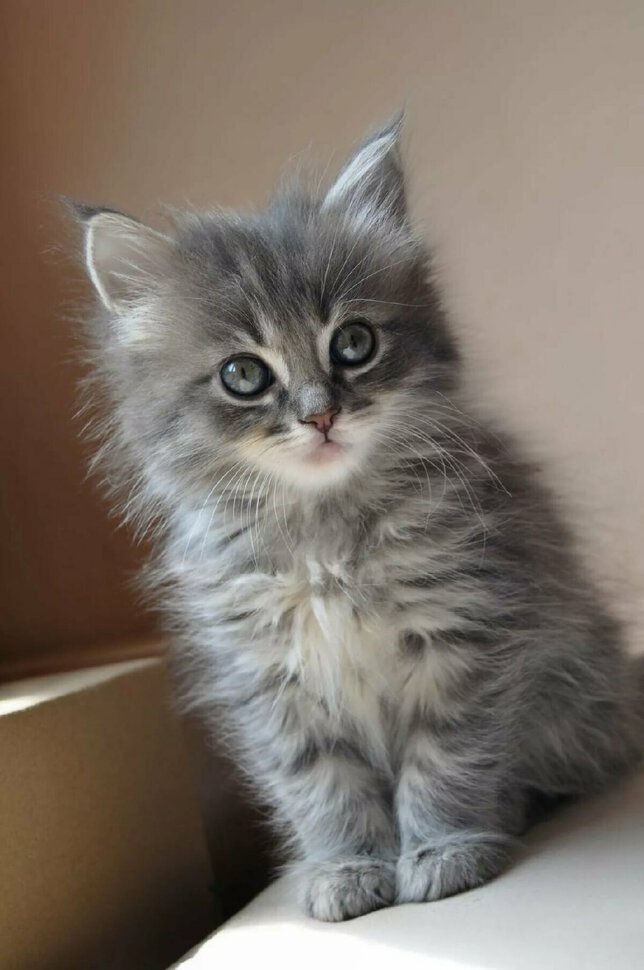 Котенок серенький: Серенький котенок (60 фото)