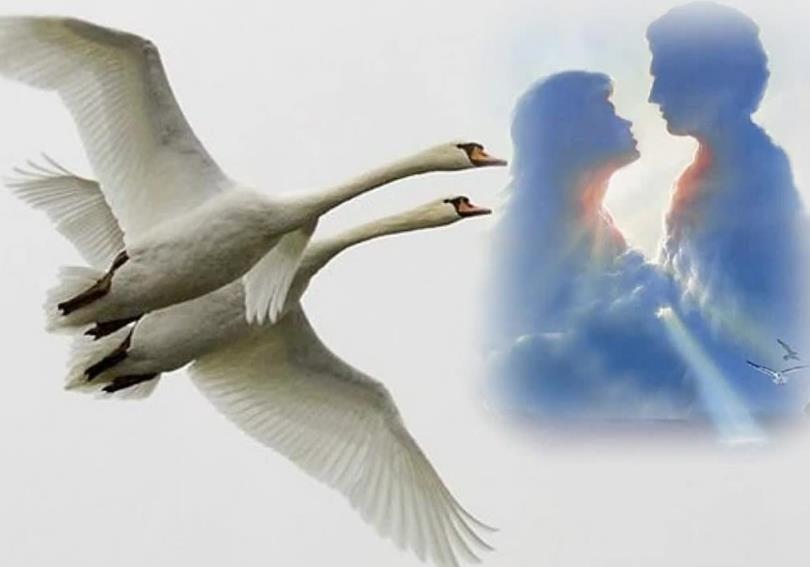Сильна птица крыльями а человек дружбой: “Птица сильна крыльями, а человек – дружбой” (народная пословица) 👍