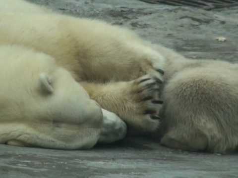 Колыбельная белая медведица: Колыбельная медведицы слушать онлайн и скачать
