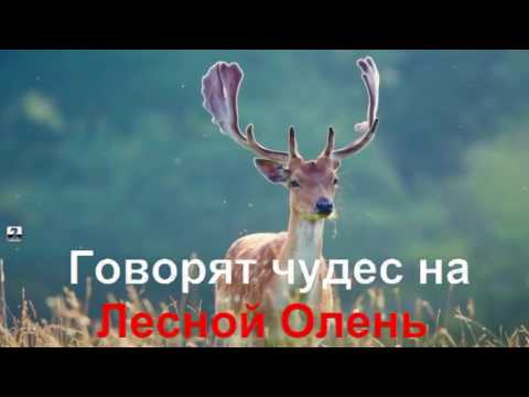 Песня оленя: Лесной олень слушать онлайн и скачать