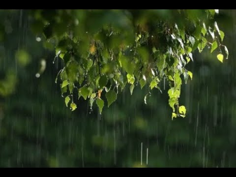 Дождя отшумевшего капли тихонько по листьям текли: Дождя отшумевшего капли — Толстой. Полный текст стихотворения — Дождя отшумевшего капли