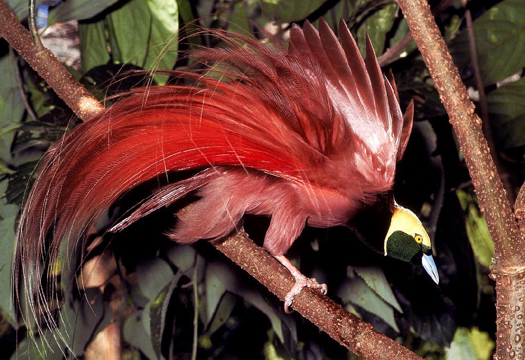 Красна птица перьями: Значение пословицы красна птица пером,а человек умом