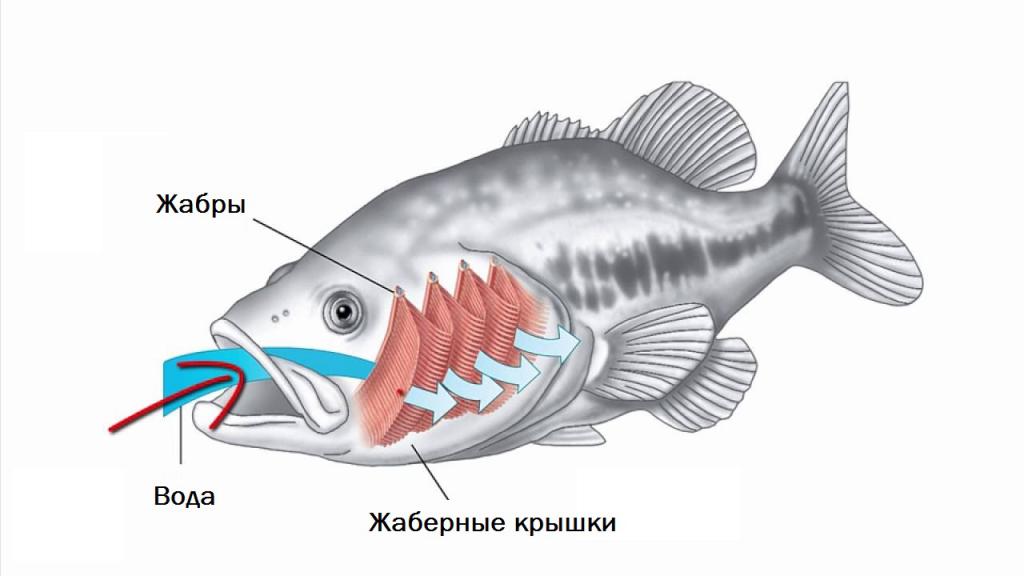 Как под водой дышат рыбы под водой: Почему рыбы не могут дышать воздухом? - Классный журнал