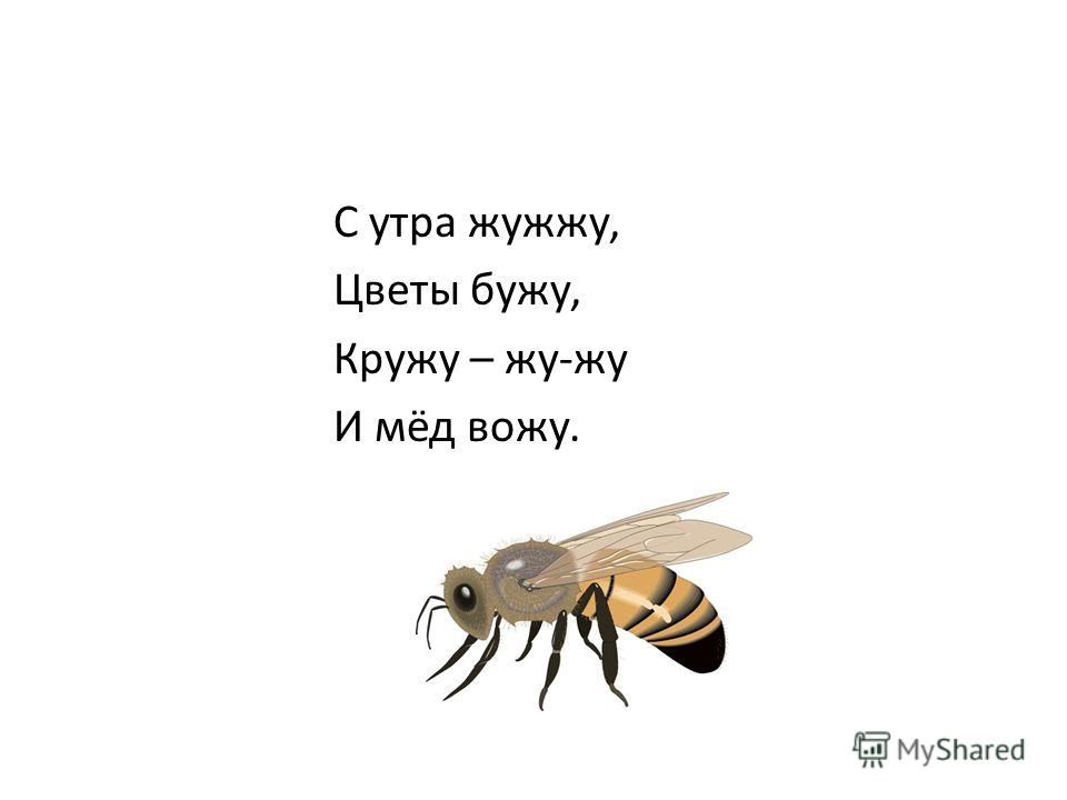 Загадка не жужжу когда сижу не жужжу когда хожу не жужжу когда тружусь: Не жужжу, когда сижу — загадка для детей с ответом