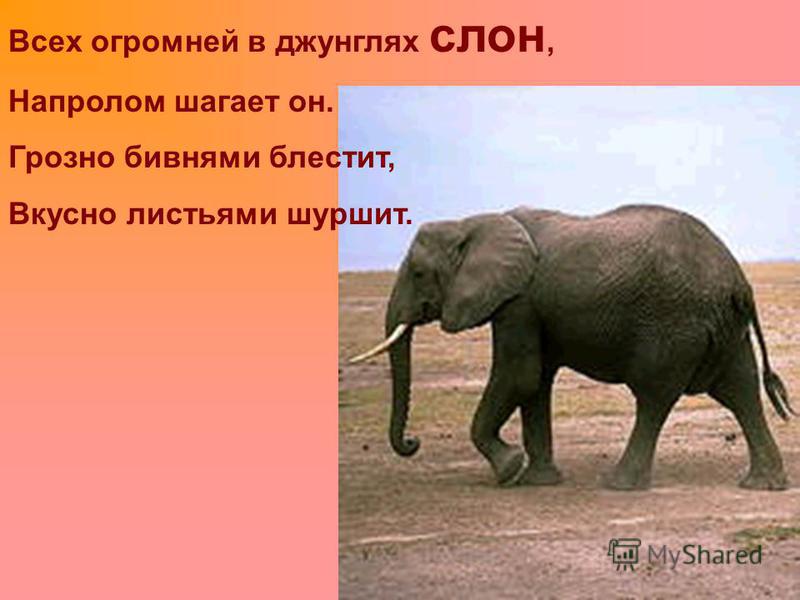 Загадка о слоне: Загадки про слона с ответами