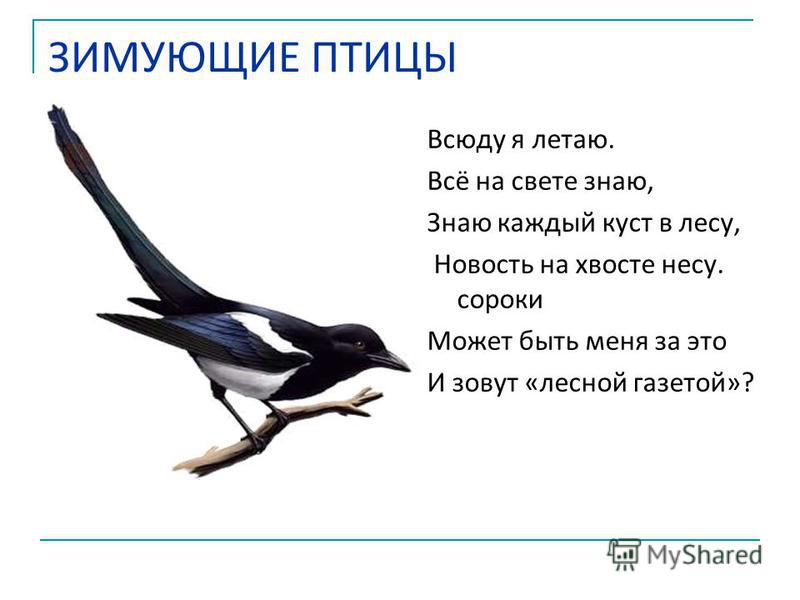 Загадки про птиц с ответами для 2 класса: Загадки про птиц для детей с ответами