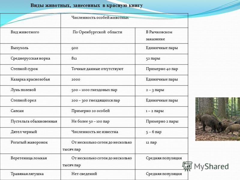 Таблица животные: Таблица 1. Животные \ КонсультантПлюс