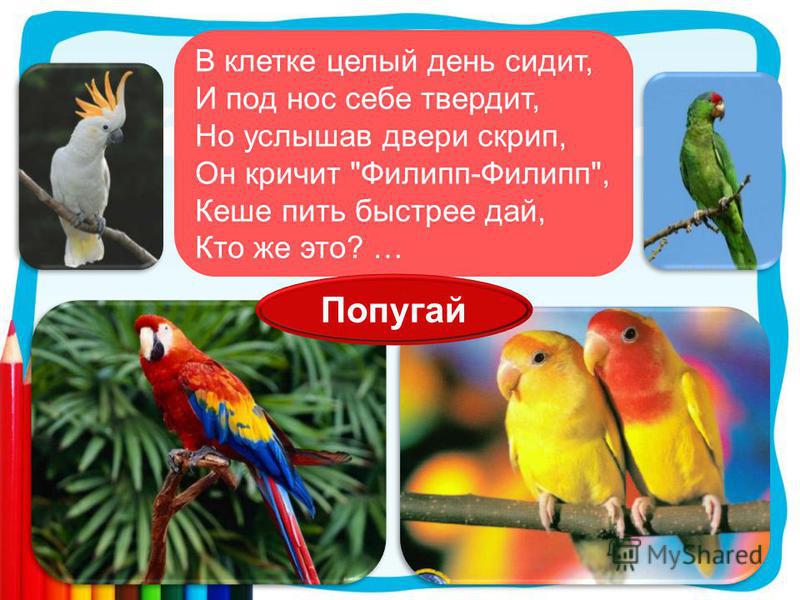 Говорит попугай попугаю я тебя попугай попугаю скороговорка: Скороговорка "Говорит попугай попугаю: я тебя, попугай, попугаю.."