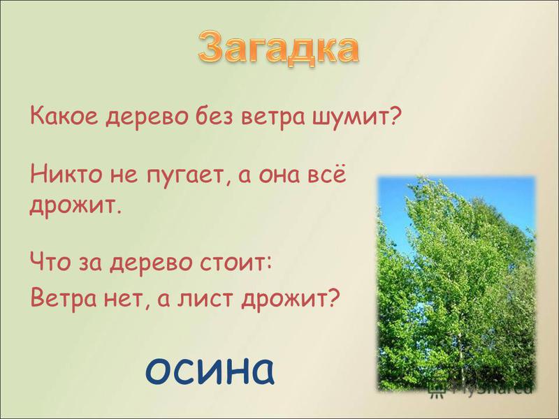 Загадка дерево для детей: Загадки про деревья с ответами