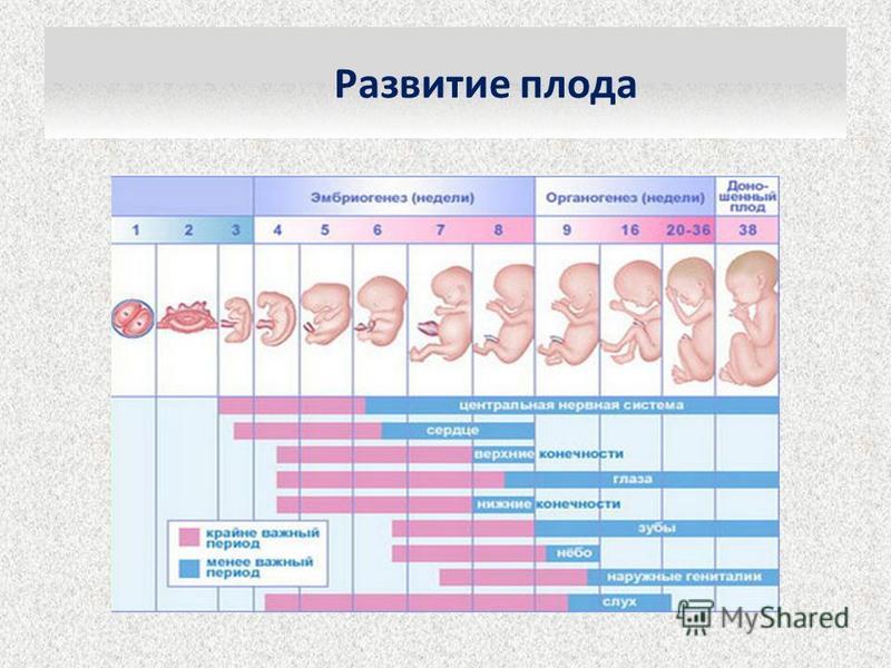 Развитие беременности по месяцам: развитие плода, изменения в организме женщины, риски на разных сроках, советы врачей, фото и видео
