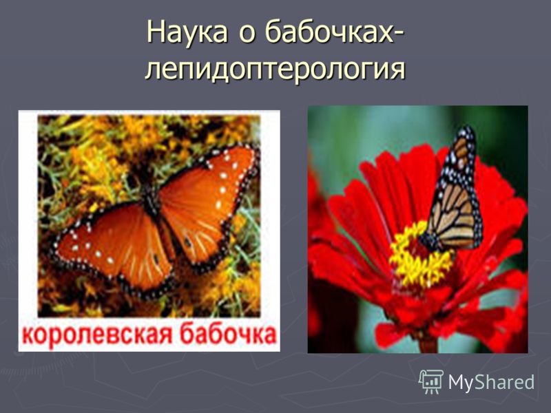 Загадки про бабочку: Загадки про бабочку с ответами