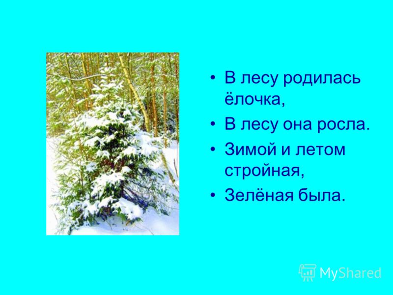 Слушать зимой родилась елочка: Песня В лесу родилась елочка слушать онлайн и скачать