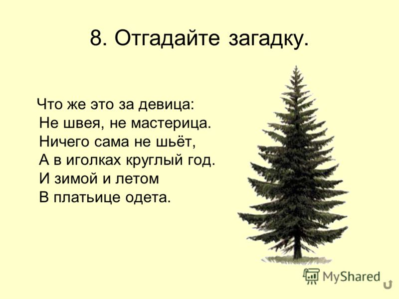 Зимой и летом одним: помогите отгадать загадку зимой и летом одним цветом но это не елка