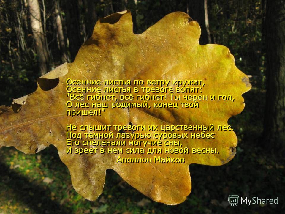 Стих листья желтые: Стихи про желтые листья | Стихи