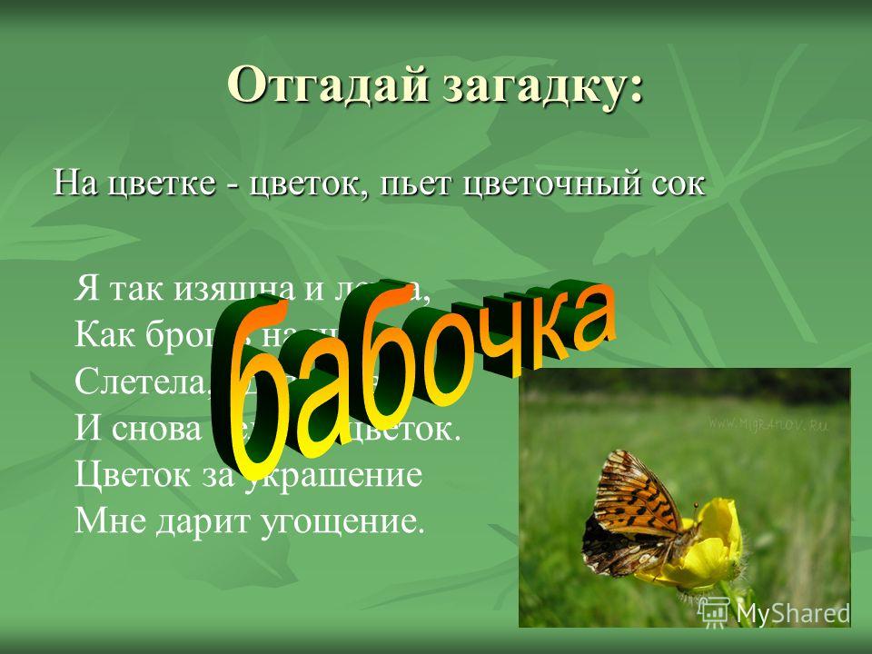 Загадка про бабочку: Загадки про бабочку с ответами