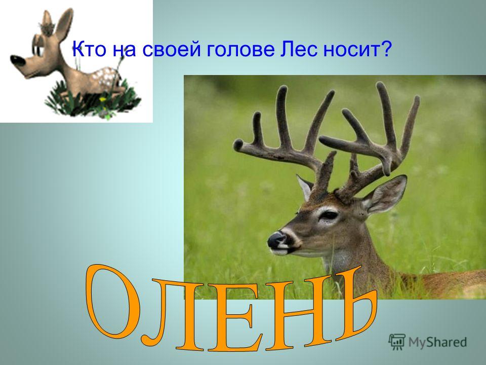 Кто носит лес на голове: Кто на своей голове лес носит?, 5 (пять) букв