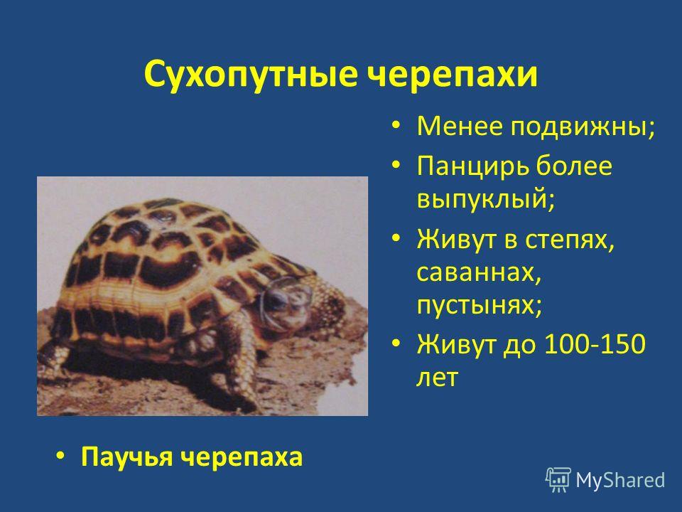 Загадки для детей про черепаху: Загадки про черепах (для детей)
