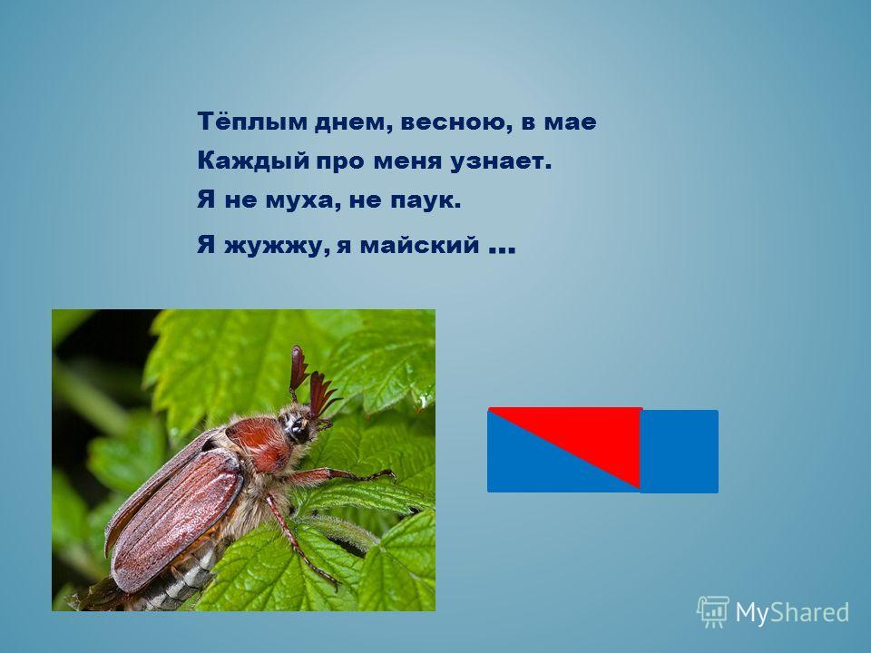 Загадка не жужжу когда сижу не жужжу когда хожу не жужжу когда тружусь: Не жужжу, когда сижу — загадка для детей с ответом