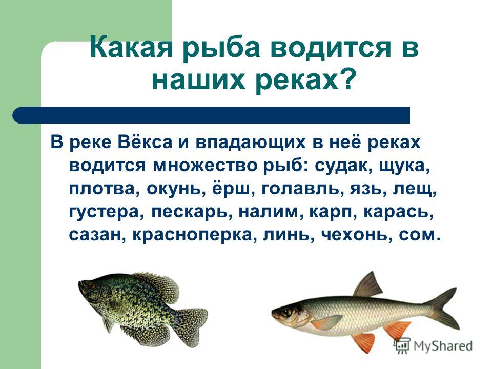 На руси не все караси есть и ерши значение пословицы: Какой смысл пословицы «На Руси не все караси — есть и ерши»?