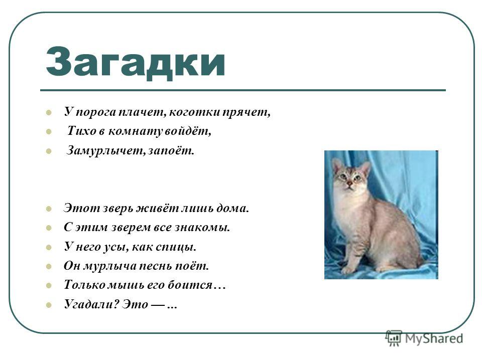 Загадка про кролика для детей: Загадки про кролика для детей с ответами