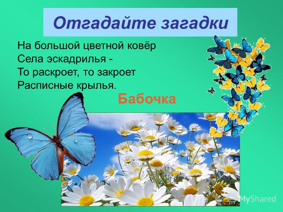 Загадка про бабочку: Загадки про бабочку с ответами