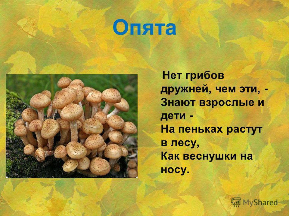 Загадка про грибы и ягоды: Загадки про ягоды и грибы часть 2