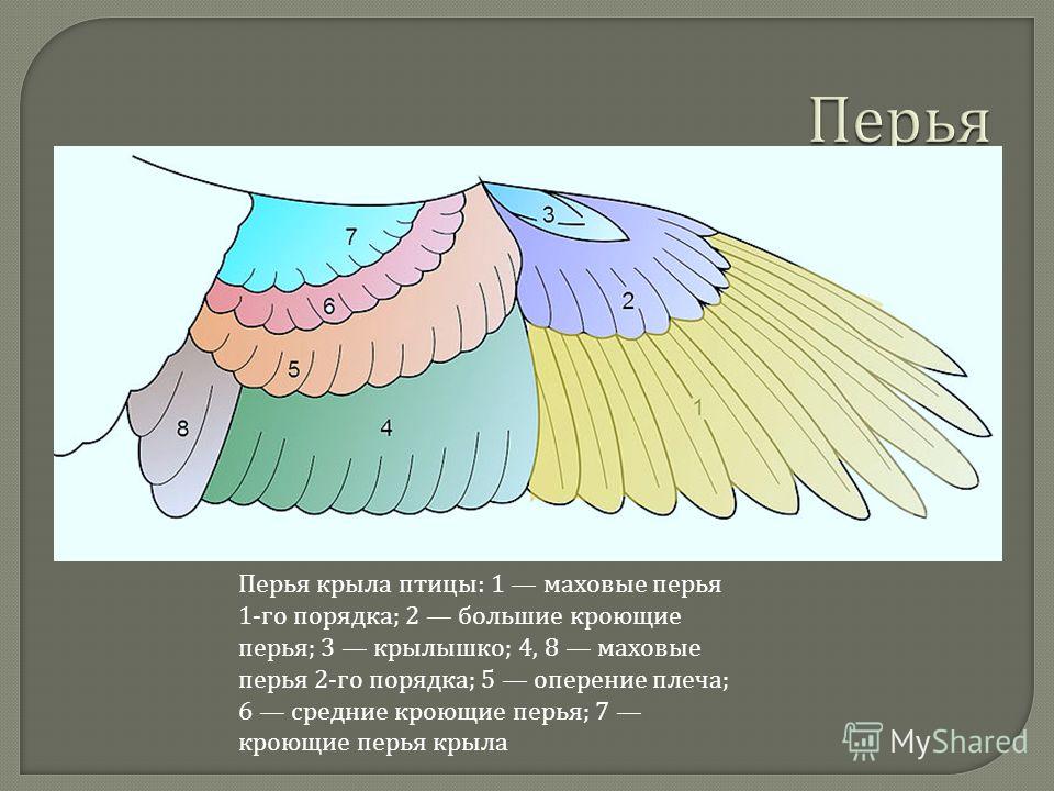 С крылышками а не птица: Загадка. Не птичка, а с крыльями. Что это?