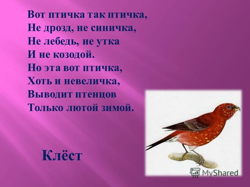 Загадки про птиц для детей с ответами: Загадки про птиц для детей с ответами