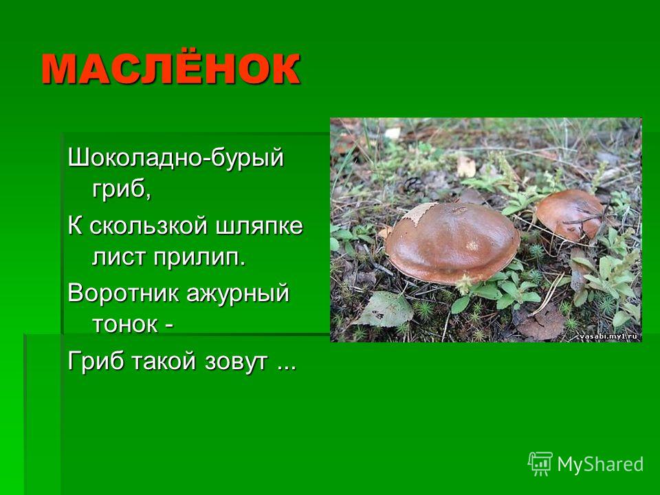 Загадки про грибы с ответами для 7 класса: Загадки про грибы с ответами