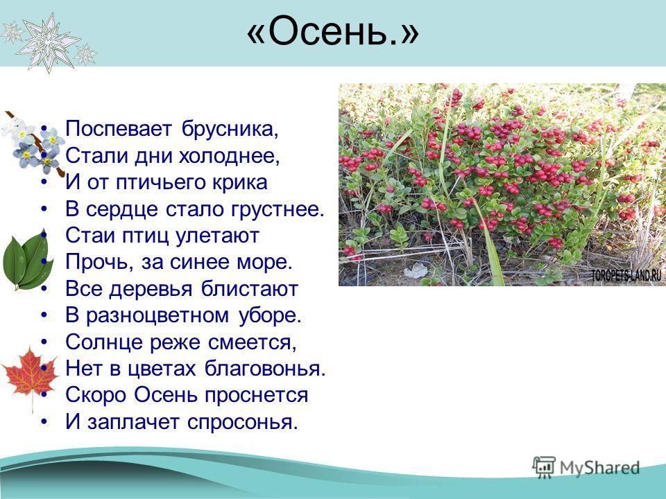 Стихи поспевает брусника стали дни холоднее: Осень («Поспевает брусника…») — Бальмонт. Полный текст стихотворения — Осень («Поспевает брусника…»)