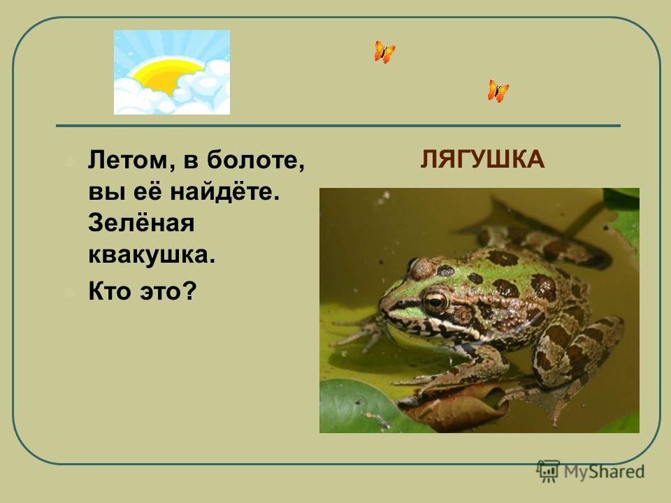 Загадка лягушка: Загадки про лягушек (для детей)