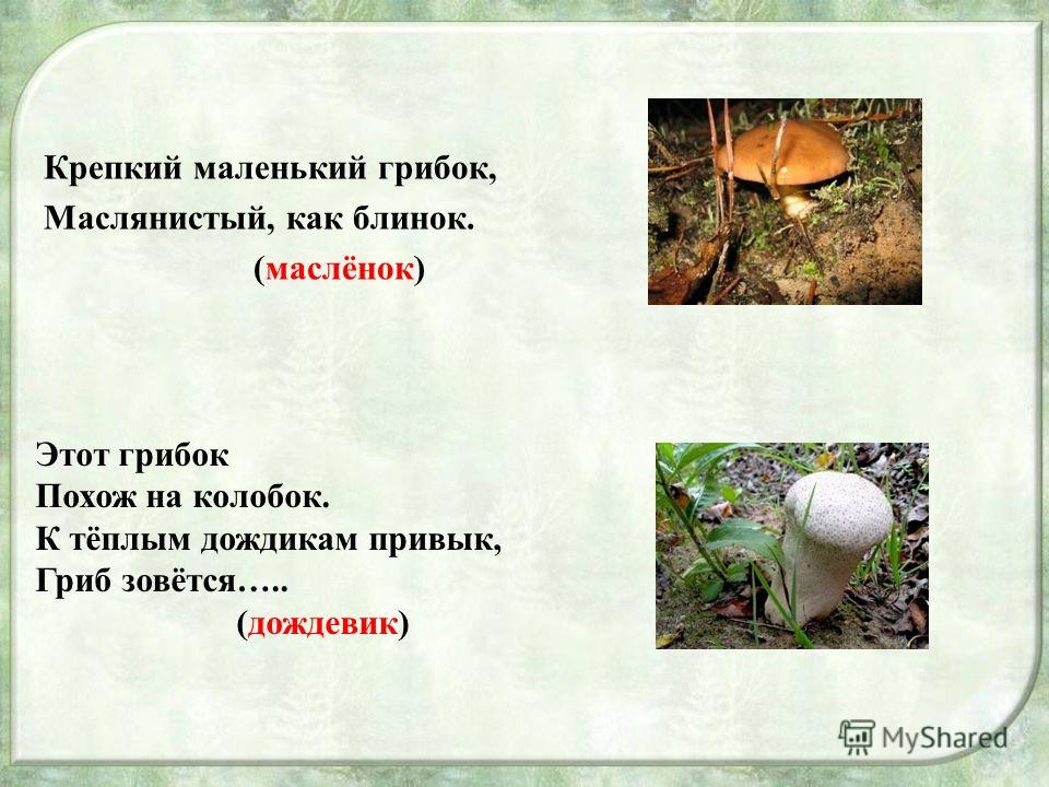 Загадки о грибах для дошкольников с ответами: Загадки про грибы с ответами
