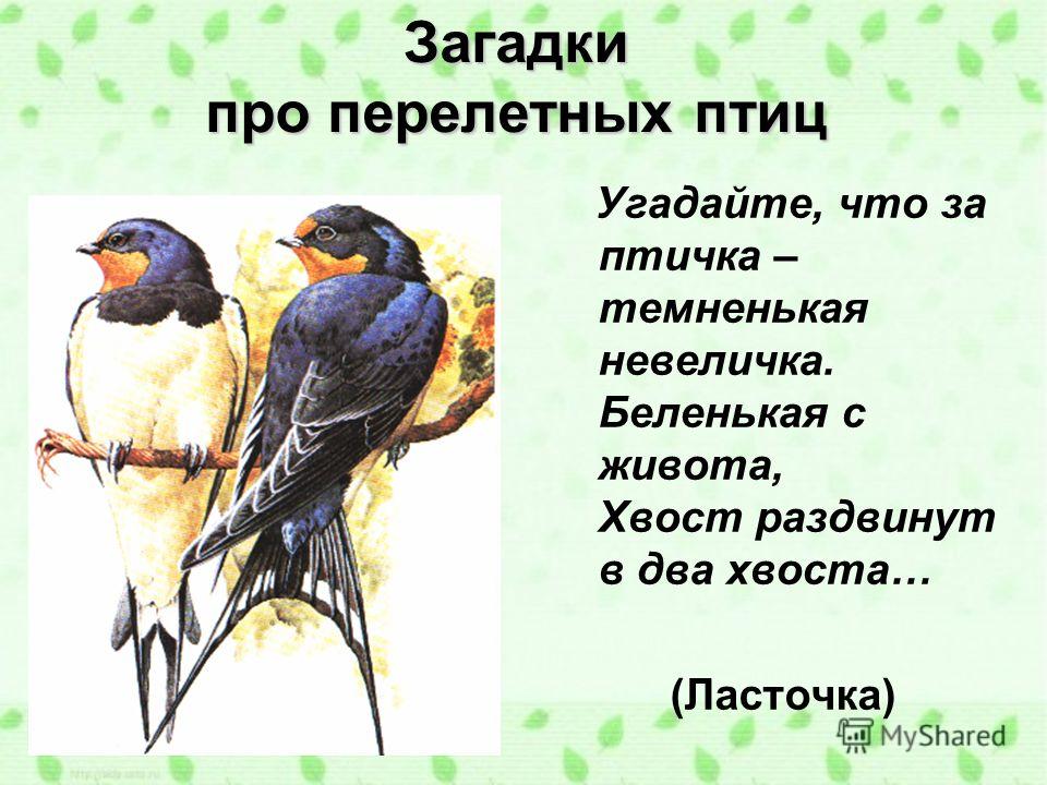 Загадки про птиц с ответами для 2 класса: Загадки про птиц для детей с ответами